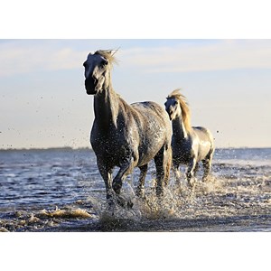 Grafika Kids (01245) - "Horses" - 24 piezas