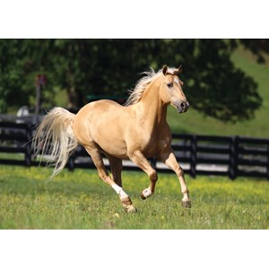 Art Puzzle (4445) - "Freedom" - 1000 piezas