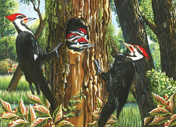 Cobble Hill (51719) - "Pileated Woodpeckers" - 1000 piezas