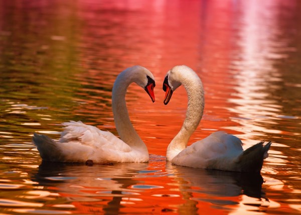 Grafika Kids (01050) - "Swans" - 24 piezas