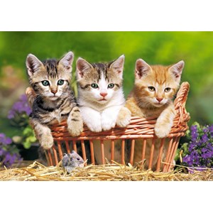Castorland (B-52561) - "Three Lovely Kittens" - 500 piezas