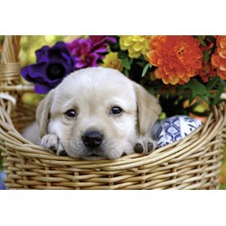 Ravensburger (08971) - "Cat and Dog" - 24 piezas