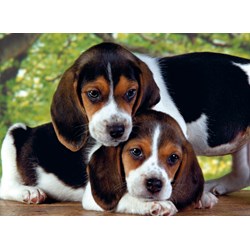 Clementoni (30289) - "Close Together" - 500 piezas