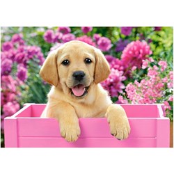 Castorland (B-52226) - "Labrador Puppy in Pink Box" - 500 piezas