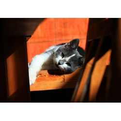 Grafika (01409) - "Kitten" - 1000 piezas