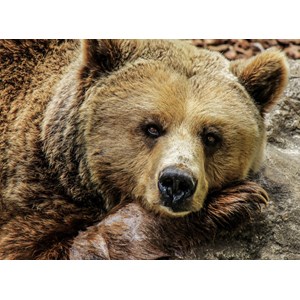 Grafika (01412) - "Bear" - 2000 piezas