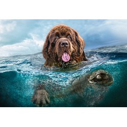 Castorland (C-103478) - "Big Brown" - 1000 piezas