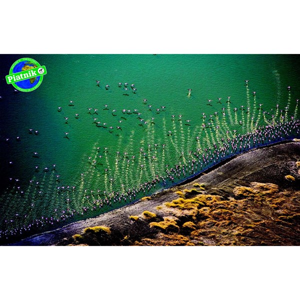 Piatnik (5699) - "Pink Flamingo" - 1000 piezas