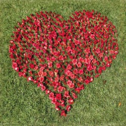 Puzzle Michele Wilson (Z81) - "I Love You" - 30 piezas