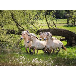 Ravensburger (14772) - "Norwegian Fjord Horses" - 500 piezas