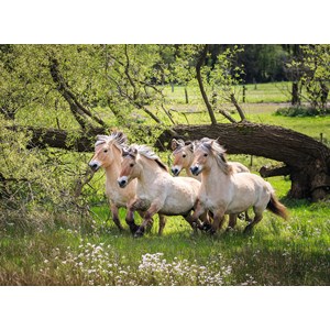 Ravensburger (14772) - "Norwegian Fjord Horses" - 500 piezas