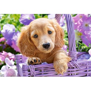 Castorland (C-103799) - "Puppy in Basket" - 1000 piezas