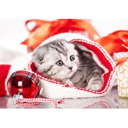 Grafika (01051) - "Christmas Kitten" - 1000 piezas
