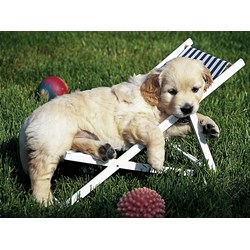 Ravensburger (14179) - "Golden Retriever" - 500 piezas