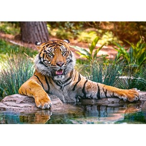 Castorland (B-52745) - "Sumatran Tiger" - 500 piezas