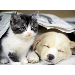 Nathan (87129) - "Wake up" - 500 piezas