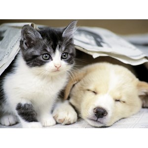 Nathan (87129) - "Wake up" - 500 piezas