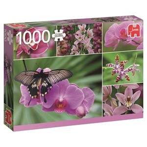 Jumbo (18354) - "Holland Orchids" - 1000 piezas