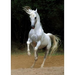 D-Toys (65988-PH01) - "Horses, White Horse" - 1000 piezas
