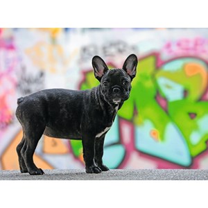 Ravensburger (14771) - "French Bulldog" - 500 piezas