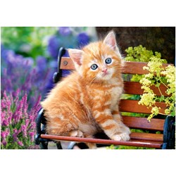 Castorland (B-52240) - "Ginger Kitten" - 500 piezas