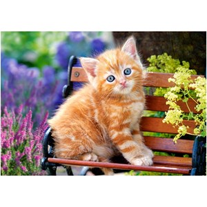 Castorland (B-52240) - "Ginger Kitten" - 500 piezas