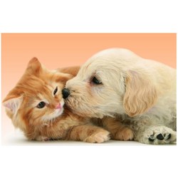 Ravensburger (14172) - "Tender Friendship" - 500 piezas