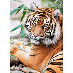 Clementoni (39295) - "Sumatran Tiger" - 1000 piezas