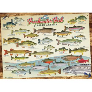 Cobble Hill (57193) - "Freshwater Fish of North America" - 1000 piezas