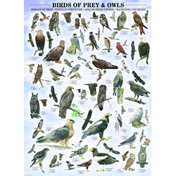 Eurographics (6000-0316) - "Birds of Prey and Owls" - 1000 piezas
