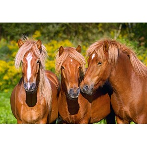 Castorland (C-103959) - "Horse Friends" - 1000 piezas