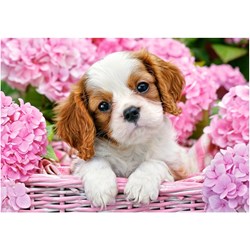 Castorland (B-52233) - "Pup in Pink Flowers" - 500 piezas