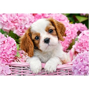 Castorland (B-52233) - "Pup in Pink Flowers" - 500 piezas
