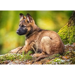 Castorland (B-13258) - "Puppy in the Forest" - 120 piezas