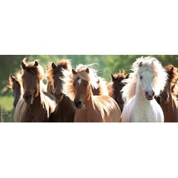 Ravensburger (15091) - "Wild Horses" - 1000 piezas