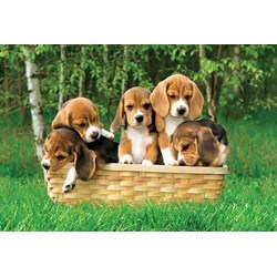 Trefl (17166) - "Beagle puppies, A Cute Basket" - 60 piezas