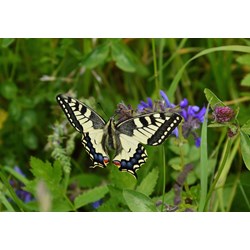 Grafika Kids (01222) - "Butterfly" - 100 piezas