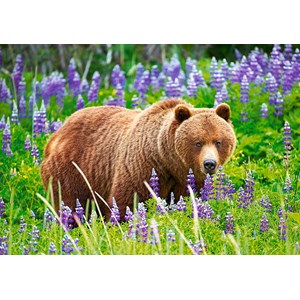 Castorland (B-52677) - "Bear on the Meadow" - 500 piezas