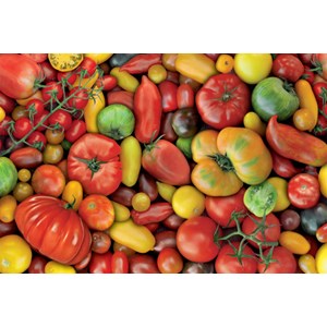 Piatnik (536946) - "All kinds of tomatoes!" - 1000 piezas