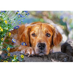 Castorland (B-52622) - "Golden Innocence" - 500 piezas