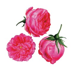 Puzzle Michele Wilson (A179-150) - Francois-Joseph Redoute: "Three Roses" - 150 piezas