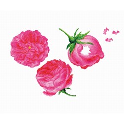 Puzzle Michele Wilson (A179-150) - Francois-Joseph Redoute: "Three Roses" - 150 piezas