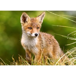 Castorland (B-27354) - "Little Fox on the Meadow" - 260 piezas