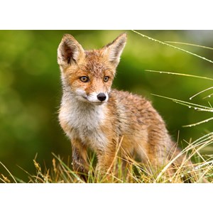 Castorland (B-27354) - "Little Fox on the Meadow" - 260 piezas