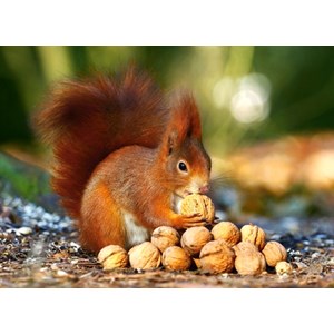Castorland (B-018277) - "Squirrel in Paradise" - 180 piezas
