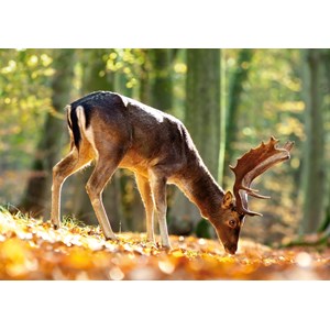 Castorland (B-52325) - "King of the Forest" - 500 piezas