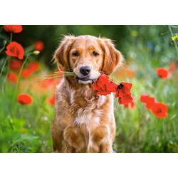 Castorland (B-018284) - "Flowers For You" - 180 piezas