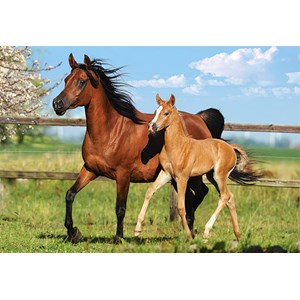 Castorland (B-27064) - "The Mare and her foal" - 260 piezas