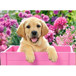 Castorland (B-030071) - "Labrador Puppy in Pink Box" - 300 piezas