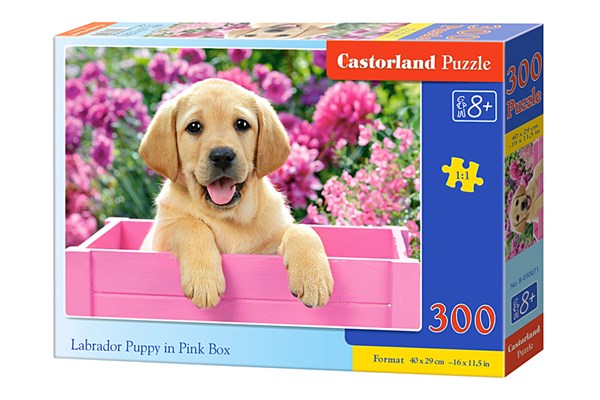 Castorland (B-030071) - "Labrador Puppy in Pink Box" - 300 piezas